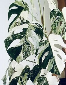 希少白斑 ハーフムーン マーブル モンステラ ホワイト バリエガータMonstera White variegata タグ： フィロデンドロン アグラオネマ