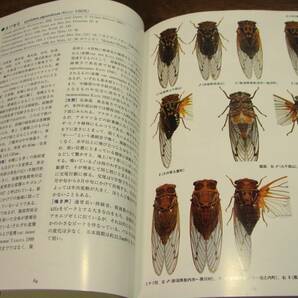 誠文堂新光社 日本産セミ科図鑑 The Cicadidae of Japan 詳細解説 形態 生態写真 鳴き方分析図 CD無しの画像5