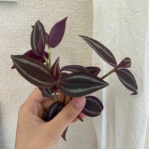 トラディスカンティア　パープルエレガンス　観葉植物　