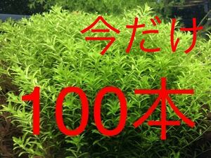  less pesticide pearl-grass 5~10cm 100ps.