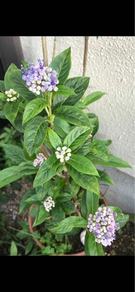 紫陽花　碧の瞳　常緑アジサイ