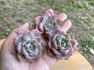 ピンクプリティ　カット苗　多肉植物　寄せ植えに 