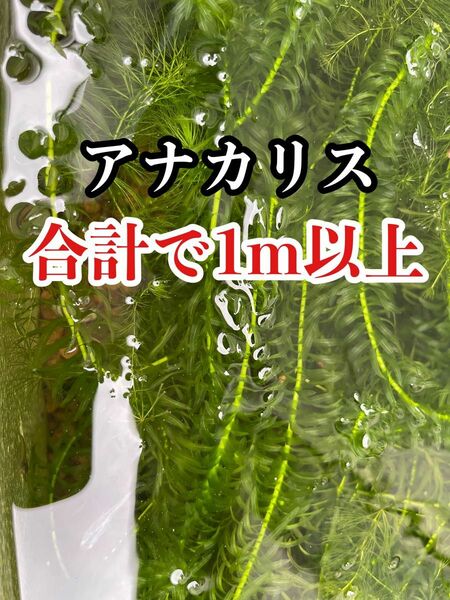 アナカリス1m以上 無農薬