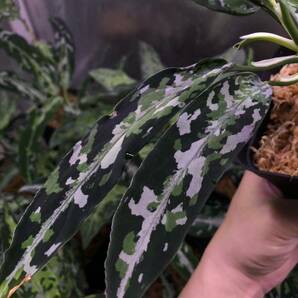 Aglaonema pictum ① アグラオネマ ピクタムの画像3