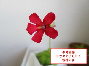 ピンギキュラ ラウエアナ４種セット （CP1 CP3 ug SP） 食虫植物　山野草 花 ムシトリスミレ