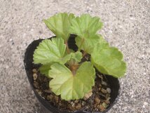 ペラルゴニウム　モリコムム　実生苗　多肉植物　塊根_画像2