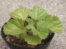 ペラルゴニウム　モリコムム　実生苗　多肉植物　塊根_画像3