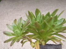 アエオニウム　小人の花束×シムシー　実生　抜き苗　多肉植物_画像5