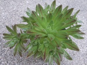 アエオニウム　小人の花束×シムシー　実生　抜き苗　多肉植物