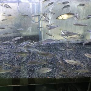 特黒 天然砂利4キロ(約5ミリ粒)魚が映える(熱帯魚 水草 金魚 メダカ タナゴ 錦鯉 日本淡水魚 アロワナ ザリガニ)新品未使用 送料無料の画像5