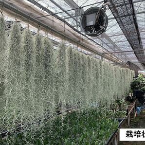 無農薬 生産直売 1束 120グラム 70㎝以上 国内栽培 太葉タイプ ウスネオイデス スパニッシュモス エアープランツ Tillandsia の画像7