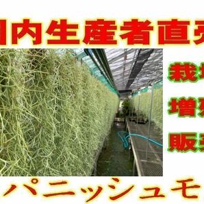 無農薬 生産直売 1束 100グラム 70㎝以上 国内栽培 太葉タイプ ウスネオイデス スパニッシュモス エアープランツ Tillandsia の画像1