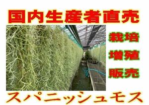 無農薬　生産直売　1束　120グラム　70㎝以上　国内栽培　太葉タイプ　ウスネオイデス　スパニッシュモス　エアープランツ Tillandsia 