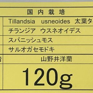 無農薬 生産直売 1束 120グラム 70㎝以上 国内栽培 太葉タイプ ウスネオイデス スパニッシュモス エアープランツ Tillandsia の画像3