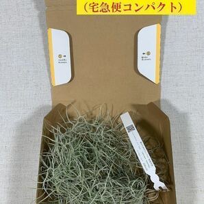 無農薬 生産直売 1束 100グラム 70㎝以上 国内栽培 太葉タイプ ウスネオイデス スパニッシュモス エアープランツ Tillandsia の画像9