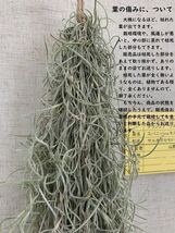 無農薬　生産直売　1束　120グラム　70㎝以上　国内栽培　太葉タイプ　ウスネオイデス　スパニッシュモス　エアープランツ Tillandsia _画像5