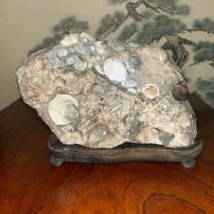 化石　貝殻