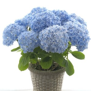  hydrangea ten thousand . mirror 5 number pot Mother's Day gift 