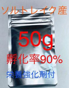 ソルトレイク産　高品質ブラインシュリンプ　栄養強化剤付き　魚用エサ