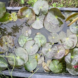 【Kazuのメダカ睡蓮ビオトープ】ピーチグロー 小苗1株 耐寒性睡蓮 22の画像10