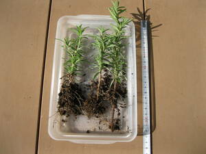 # rosemary pulling out seedling! 3 pcs set / herb / postage all country 185 jpy 