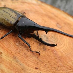 ☆ゴン太☆ DHヘラクレス 新成虫ペアー  ♂１４５ｍｍ ♀６５ｍｍ前後 ６の画像1