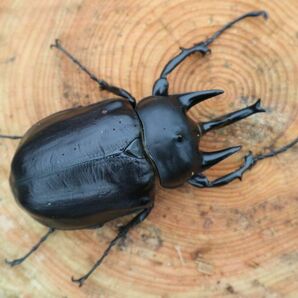 ☆ゴン太☆ アクティオンゾウカブト 新成虫 オスのみ １１４ｍｍ １１の画像2