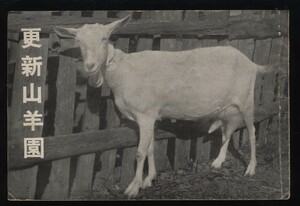更新山羊園　町田親次著　案内小冊子１冊　戦前　　：乳用山羊について・山羊乳の栄養価・ヤギ飼育・飼料・ザーネン種