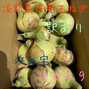 淡路島産新玉ねぎ訳あり１０ｋｇ