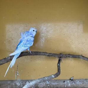 羽衣セキセイインコ2個 食用有精卵の画像2