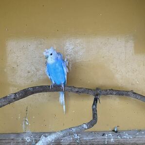 羽衣セキセイインコ2個 食用有精卵の画像1