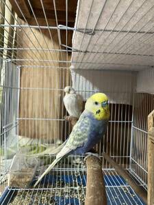 セキセイインコ2個　食用有精卵