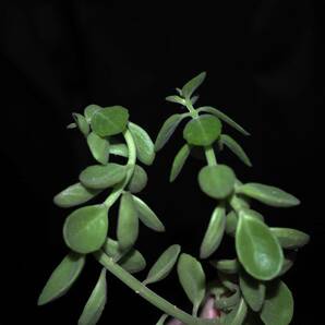 プレクトランサス 謎の種類 Plectranthus【多肉植物 シソ科 コーデックス ハーブ カット苗 の画像4