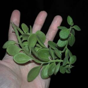 プレクトランサス 謎の種類 Plectranthus【多肉植物 シソ科 コーデックス ハーブ カット苗 の画像2