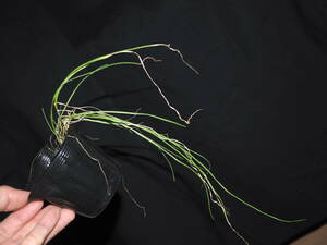 ネギ属近縁野生種　Allium　scorodplasum［球根　原種　山菜　山野草