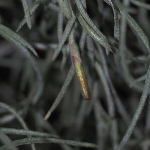 黄花 ウスネオイデス T. usuneoides Curly form ボリュームのある株【観葉植物、ティランジア、エアープランツ アナナスの画像8