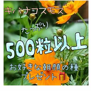 キバナコスモスの種たっぷり500粒以上！！選べる朝顔の種、プレゼント♪