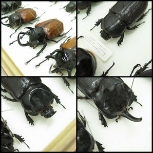 ●6) 計35匹 昆虫標本 ゴホンツノカブト・エンガノオオカブト・ヒメカブト・アブデルスツノカブトなど 【現状品】 カブトムシ カブト虫の画像9