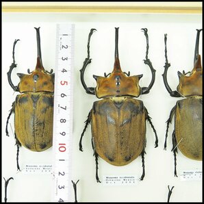 ●3) 計12匹 昆虫標本 オキシデンタリスゾウカブト・エレファスゾウカブト・アクティオンゾウカブトなど 【現状品】カブト虫 カブトムシの画像2