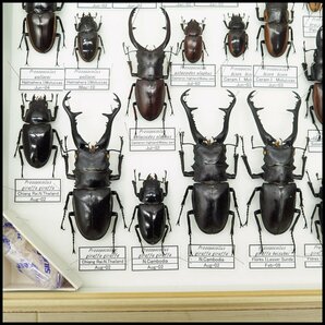 ●15) 計45匹 昆虫標本 ルマウィノコギリクワガタ・ファブリースノコギリクワガタ・ギラファノコギリクワガタなど 【現状品】クワガタ虫の画像6