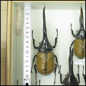 ●1) 計23匹 昆虫標本 ヘラクレスオオカブト・コーカサスオオカブト・モーレンカンプオオカブトなど 【現状品】 カブトムシ カブト虫の画像2