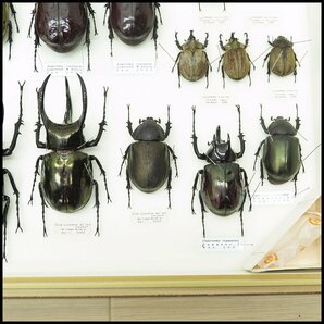 ●4) 計29匹 昆虫標本 ヒルスシロカブト・ケンタウルスオオカブト・ミンダナオアトラスオオカブトなど 【現状品】カブト虫 カブトムシの画像7