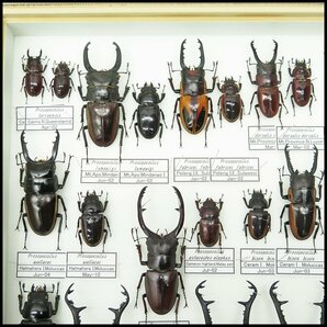 ●15) 計45匹 昆虫標本 ルマウィノコギリクワガタ・ファブリースノコギリクワガタ・ギラファノコギリクワガタなど 【現状品】クワガタ虫の画像4