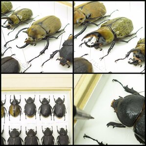 ●5) 計23匹 昆虫標本 ヘラクレスオオカブト・ネプチューンオオカブト・エレファスゾウカブト・ヒルスシロカブトなど 【現状品】カブト虫の画像9