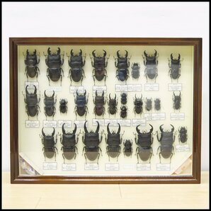 ●14) 計28匹 昆虫標本 アルキデスヒラタクワガタ・ダイオウヒラタクワガタ・トラキクスヒラタクワガタなど 【現状品】クワガタ虫の画像1