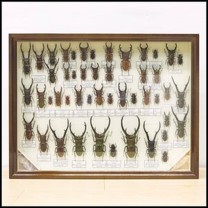 *9) total 48 pcs insect specimen metaliferu ho Thor ka stag beetle *e rough spo Thor ka stag beetle *ala girl ho Thor ka stag beetle etc. [ present condition goods ] stag beetle insect 