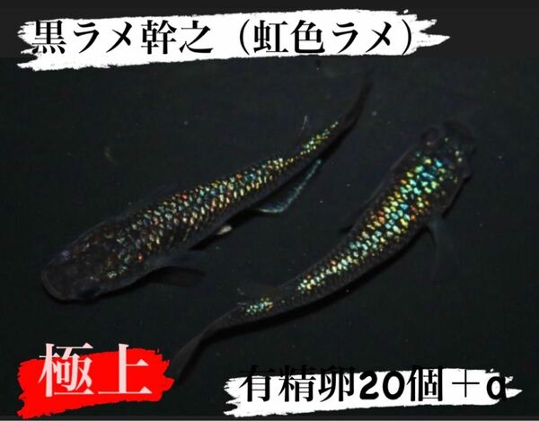 メダカ　黒ラメ幹之　有精卵20個＋α （虹色ラメ系）