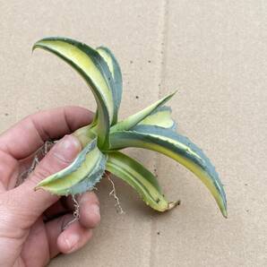 12アガベ アメリカーナ華厳黄中斑 、那智の輝 発根済みAgave americana var. medio picta 'Alba'の画像3