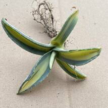 13アガベ　アメリカーナ華厳黄中斑 、那智の輝 発根済みAgave americana var. medio picta 'Alba'_画像6