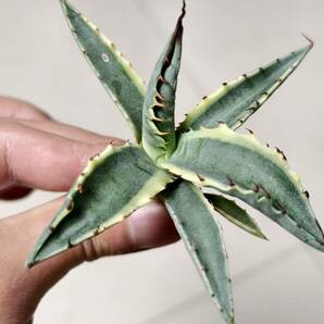 11 アガベ モンタナ ティファニー 斑入り 極上斑 特選優良株 レア Agave montana Tiffanの画像1